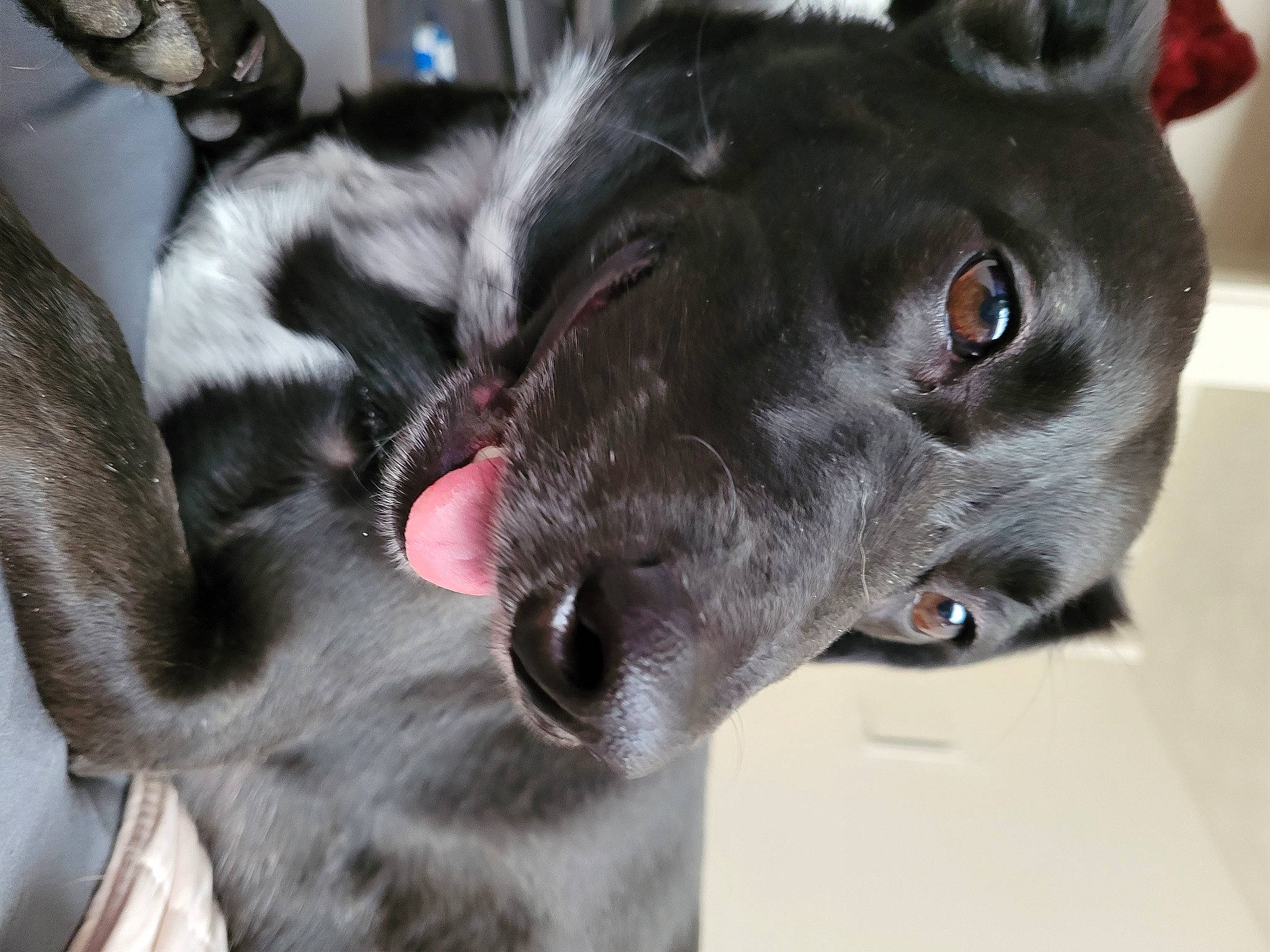 Ally joined the competition — help win amazing prizes! borador, canidae, carnivore, collar, companion_dog, dog, dog_breed, dog_collar, ear, fawn, fur, guard_dog, non_sporting_group, pet_supply, snout, sporting_group, whiskers, working_animal, working_dog