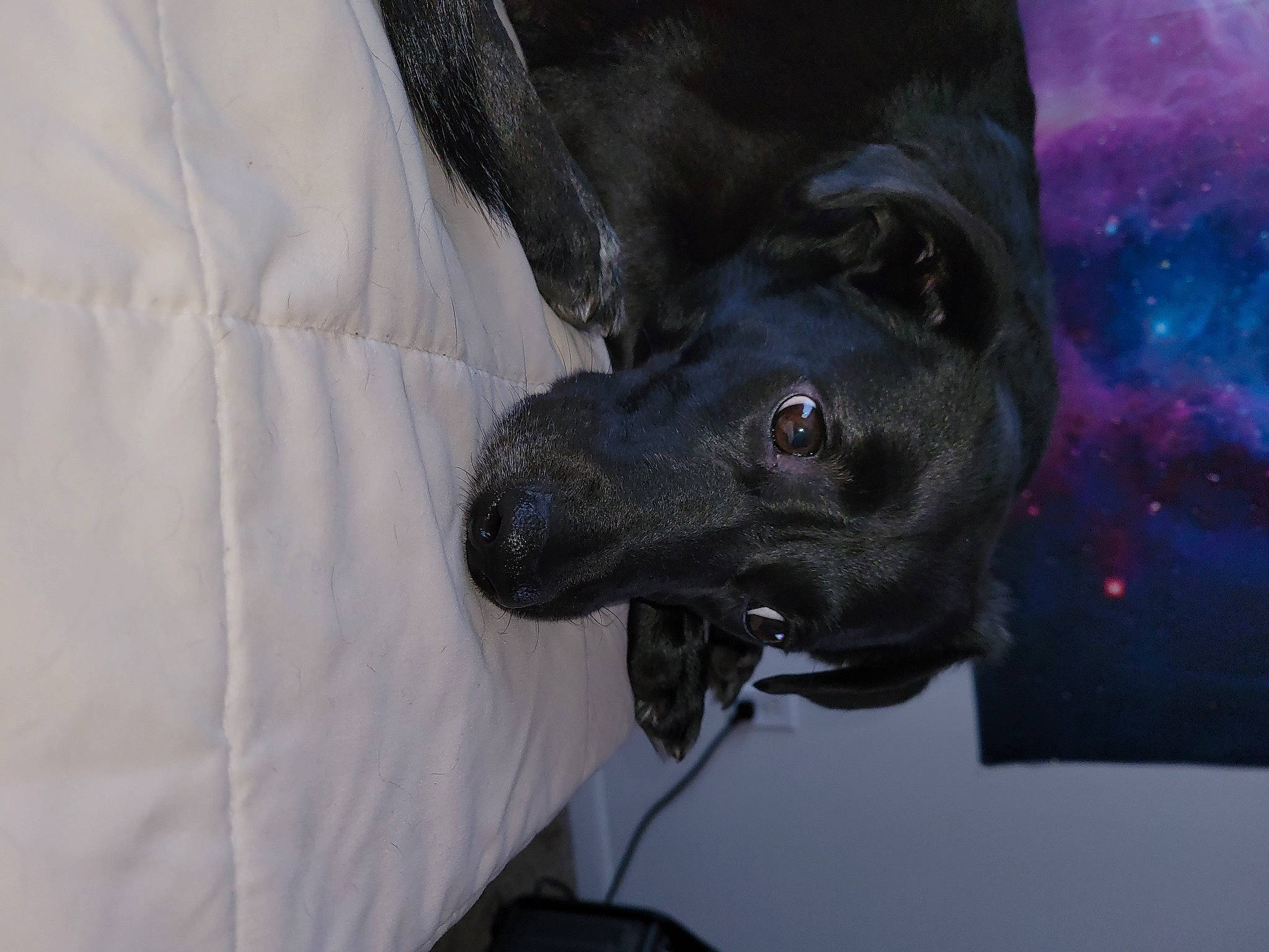 Ally is registered to the contest to win money with this photo: art, borador, canidae, carnivore, companion_dog, dog, dog_breed, electric_blue, event, fang, grey, guard_dog, non_sporting_group, sculpture, snout, sporting_group, terrestrial_animal, whiskers, working_animal