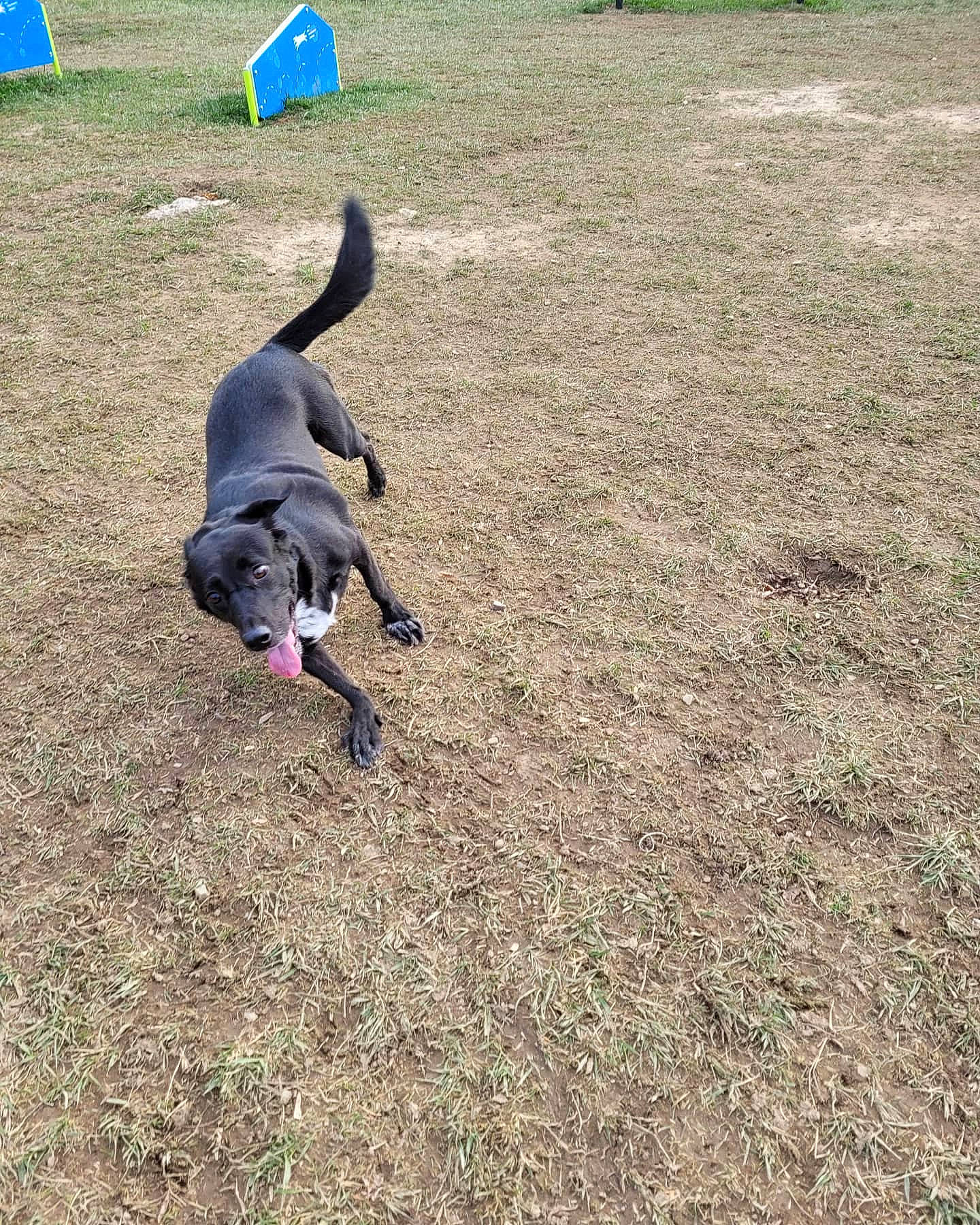 Ally joined the competition — help win amazing prizes! canidae, carnivore, companion_dog, dog, dog_breed, dog_supply, fawn, fun, grass, guard_dog, hunting_dog, non_sporting_group, plant, recreation, soil, sporting_group, tail, working_animal, working_dog