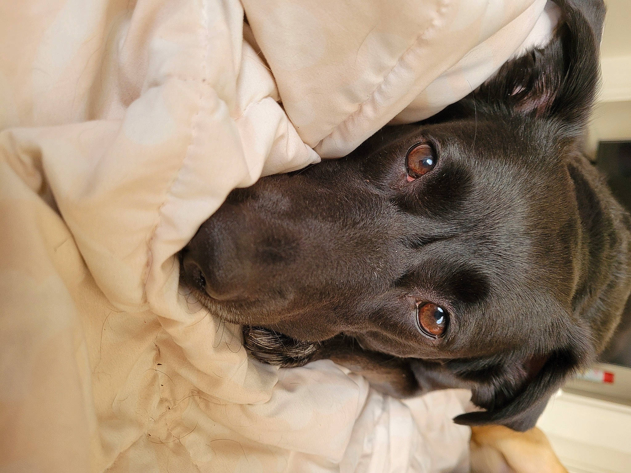 Ally joined the competition — help win amazing prizes! carnivore, collar, comfort, companion_dog, dog, dog_breed, dog_collar, ear, fawn, fur, guard_dog, gun_dog, liver, pointing_breed, retriever, snout, sporting_group, weimaraner, whiskers, working_animal