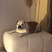 Rio a rejoint le concours — aidez-le/la à gagner de superbes lots ! bulldog, dog, pet, animal, indoor, ottoman, furniture, living_room, plush_toy, resting, cozy, tile_floor, shadow, brown_and_white, canine, relaxed, companion, domestic, portrait, quiet