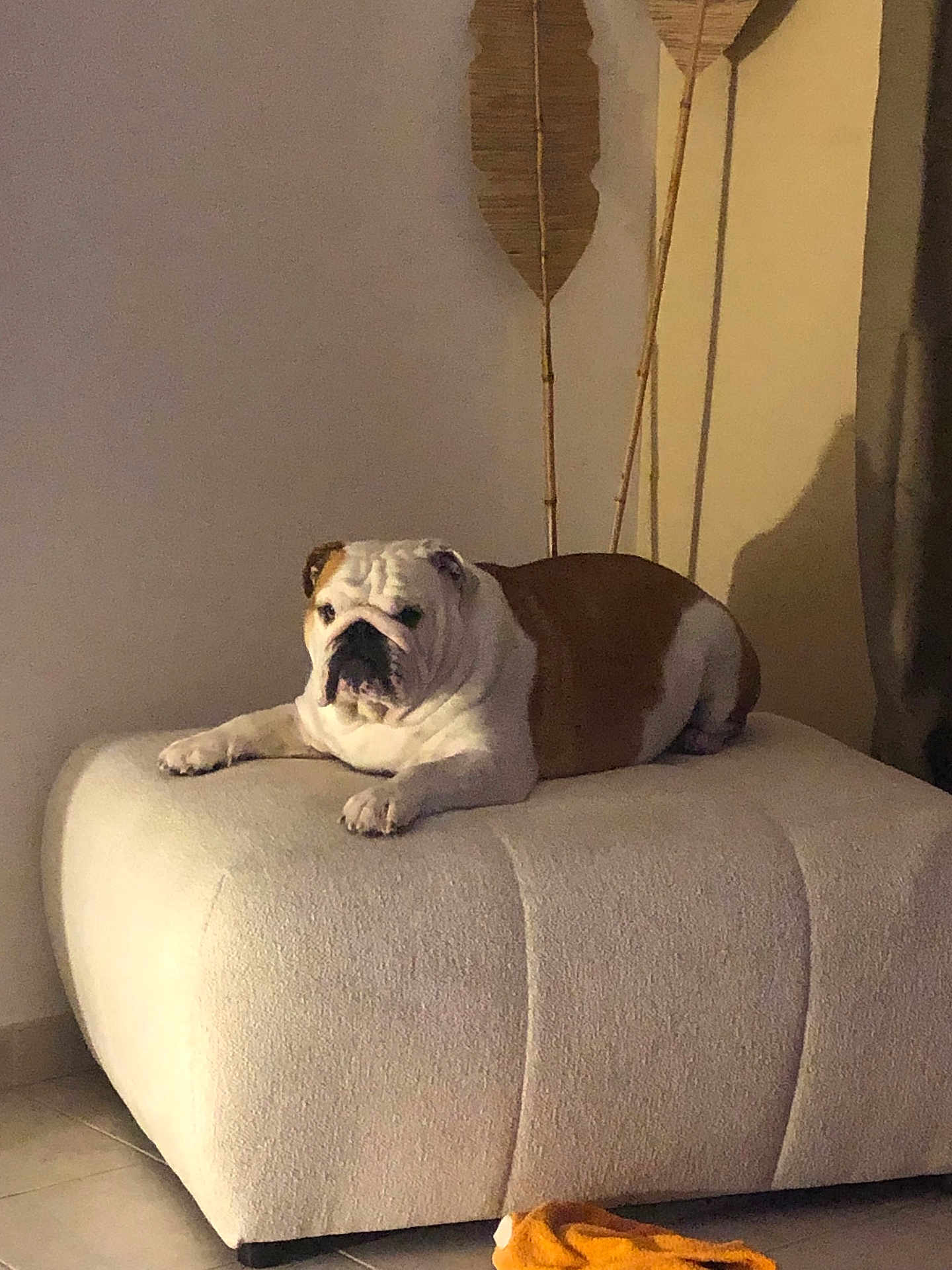 Rio a rejoint le concours — aidez-le/la à gagner de superbes lots ! bulldog, dog, pet, animal, indoor, ottoman, furniture, living_room, plush_toy, resting, cozy, tile_floor, shadow, brown_and_white, canine, relaxed, companion, domestic, portrait, quiet