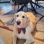 animal, bow_tie, carpet, chair, cute, decoration, dog, domestic_animal, festive, floor, fur, golden_retriever, holiday, home, indoor, looking_up, mammal, pet, relaxed, tile
