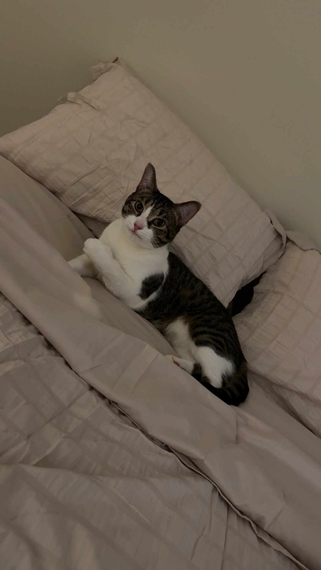 Marco joined the competition — help win amazing prizes! cat, tabby_cat, pet, bed, bedding, pillow, indoor, feline, animal, domestic_animal, resting, curious, looking, fur, whiskers, ears, cute, cozy, relaxed, sleepy