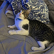 Marco is registered to the contest to win money with this photo: animal, bed, blanket, cat, collar, comfort, cozy, curious, cute, domestic, feline, fur, household, indoor, pattern, pet, resting, sleepy, tabby_cat, whiskers