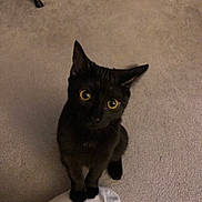 Bella joined the competition — help win amazing prizes! black_cat, cat, pet, animal, indoor, carpet, yellow_eyes, curious, feline, whiskers, ears, sitting, paw, domestic_cat, looking_up, household, cute, small, fur, mammal