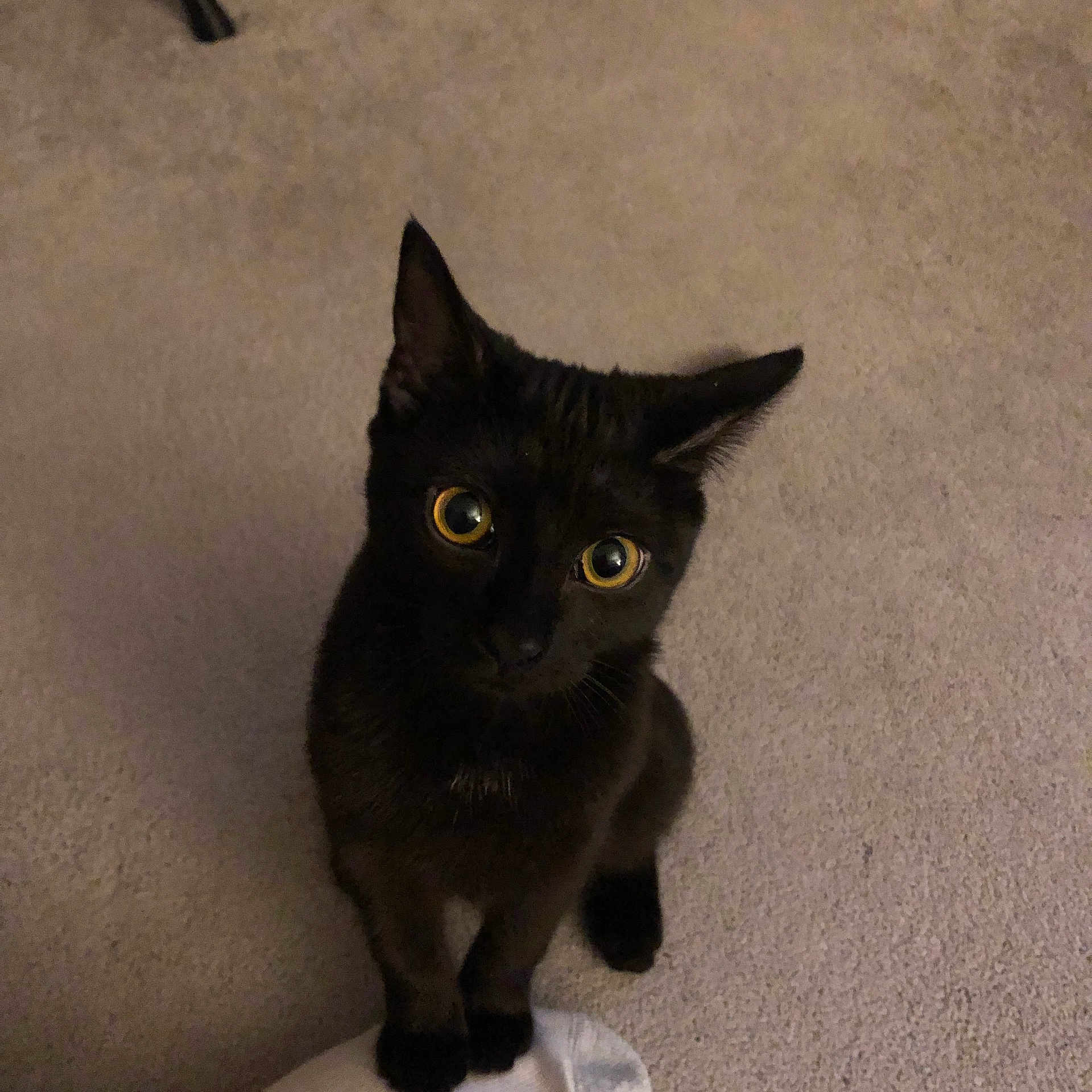 Bella joined the competition — help win amazing prizes! animal, black_cat, carpet, cat, curious, cute, domestic_cat, ears, feline, fur, household, indoor, looking_up, mammal, paw, pet, sitting, small, whiskers, yellow_eyes