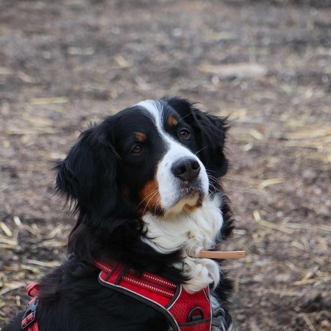 Priska participe au concours pour gagner de l'argent avec cette photo : animal, bernese_mountain_dog, black_fur, brown_fur, canine, cute, dog, ears, fur, harness, looking_away, mammal, nature, nose, outdoor, pet, portrait, sitting, whiskers, white_fur