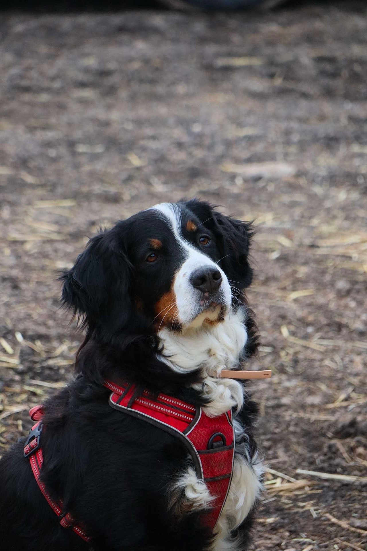 Priska participe au concours pour gagner de l'argent avec cette photo : dog, bernese_mountain_dog, pet, animal, fur, black_fur, white_fur, brown_fur, outdoor, nature, canine, harness, sitting, portrait, cute, mammal, looking_away, ears, nose, whiskers