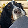 Priska participe au concours pour gagner de l'argent avec cette photo : dog, bernese_mountain_dog, outdoor, close_up, nose, fur, black_fur, white_fur, brown_fur, pet, animal, nature, calm, resting, human_leg, knees, daylight, expression, friendly, companion