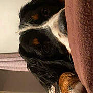 Priska participe au concours pour gagner de l'argent avec cette photo : dog, close_up, resting, black_fur, brown_fur, white_fur, paw, ribbons, indoor, blanket, curtain, window, soft_texture, pet, animal, cozy, sleepy, home, relaxation, comfort