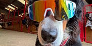 Priska a rejoint le concours — aidez-le/la à gagner de superbes lots ! dog, barn, sunglasses, animal, pet, reflective, cool, black, brown, white, fur, canine, indoors, floor, wood, red, harness, closeup, portrait, muzzle