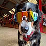 dog, barn, sunglasses, animal, pet, reflective, cool, black, brown, white, fur, canine, indoors, floor, wood, red, harness, closeup, portrait, muzzle