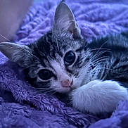 Pomni joined the competition — help win amazing prizes! animal, cat, close_up, cozy, cute, domestic_cat, feline, fur, indoor, kitten, paw, pet, portrait, purple_blanket, relaxing, resting, sleepy, soft_texture, whiskers, young