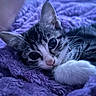 animal, cat, close_up, cozy, cute, domestic_cat, feline, fur, indoor, kitten, paw, pet, portrait, purple_blanket, relaxing, resting, sleepy, soft_texture, whiskers, young