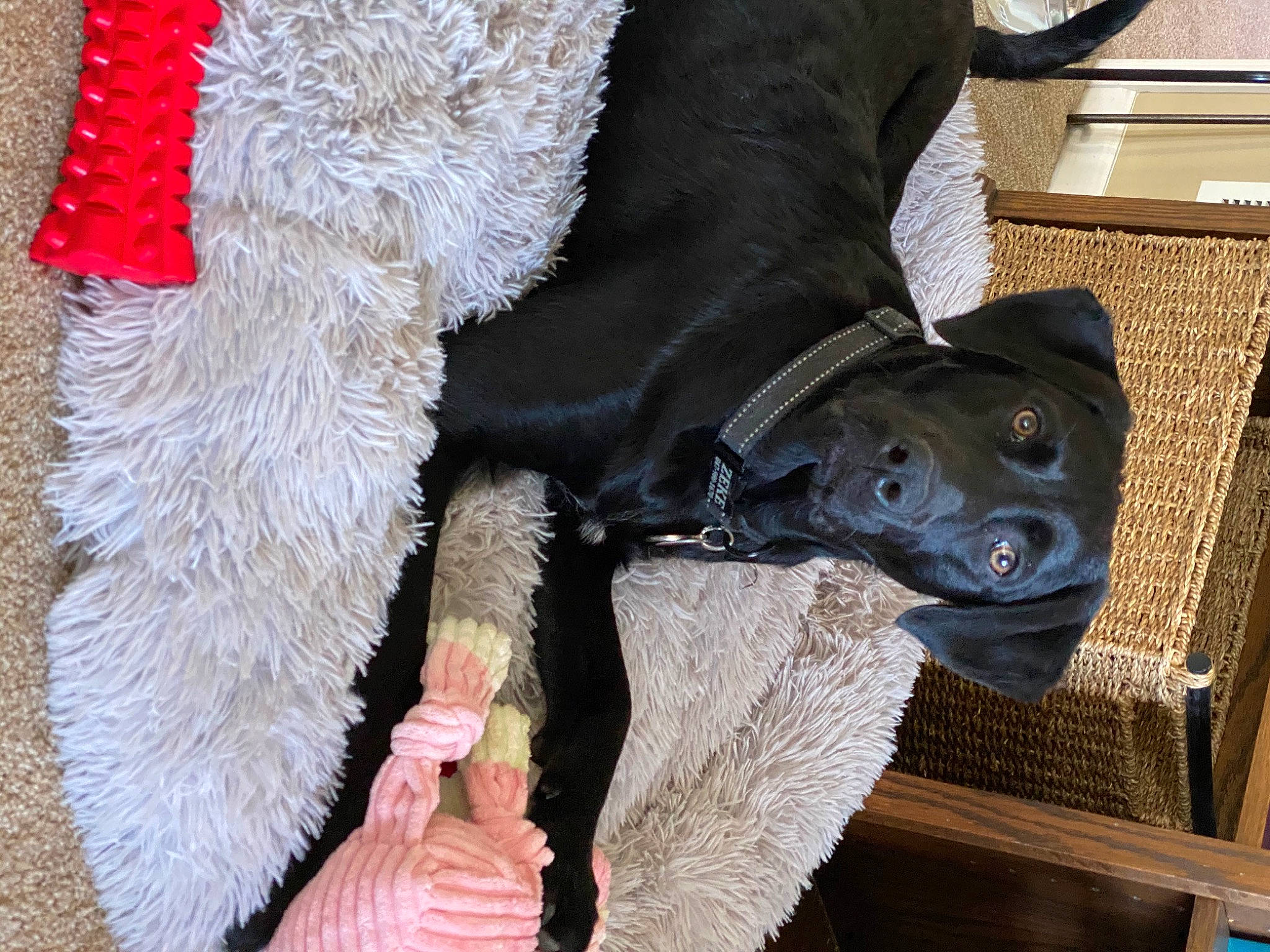 Zeke is registered to the contest to win money with this photo: canidae, carmine, carnivore, claw, collar, companion_dog, dog, dog_breed, fawn, felidae, fur, fur_clothing, gesture, great_dane, human_leg, small_to_medium_sized_cats, snout, sporting_group, tail, working_animal