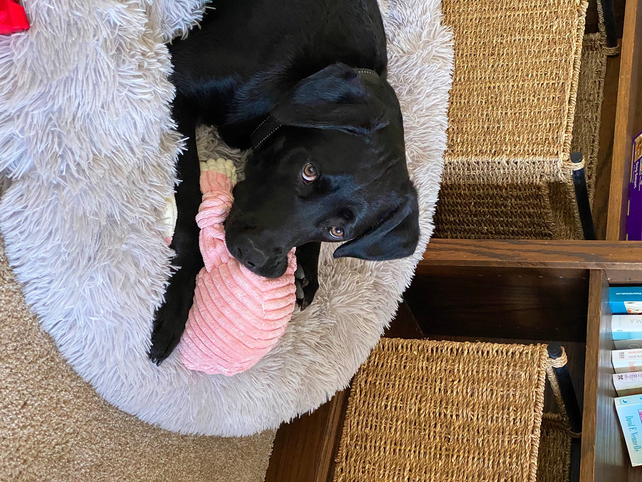 Zeke joined the competition — help win amazing prizes! black_cat, canidae, carnivore, collar, companion_dog, dog, dog_breed, dog_collar, fawn, felidae, fur, leash, paw, small_to_medium_sized_cats, snout, sporting_group, tail, whiskers, wood, working_animal