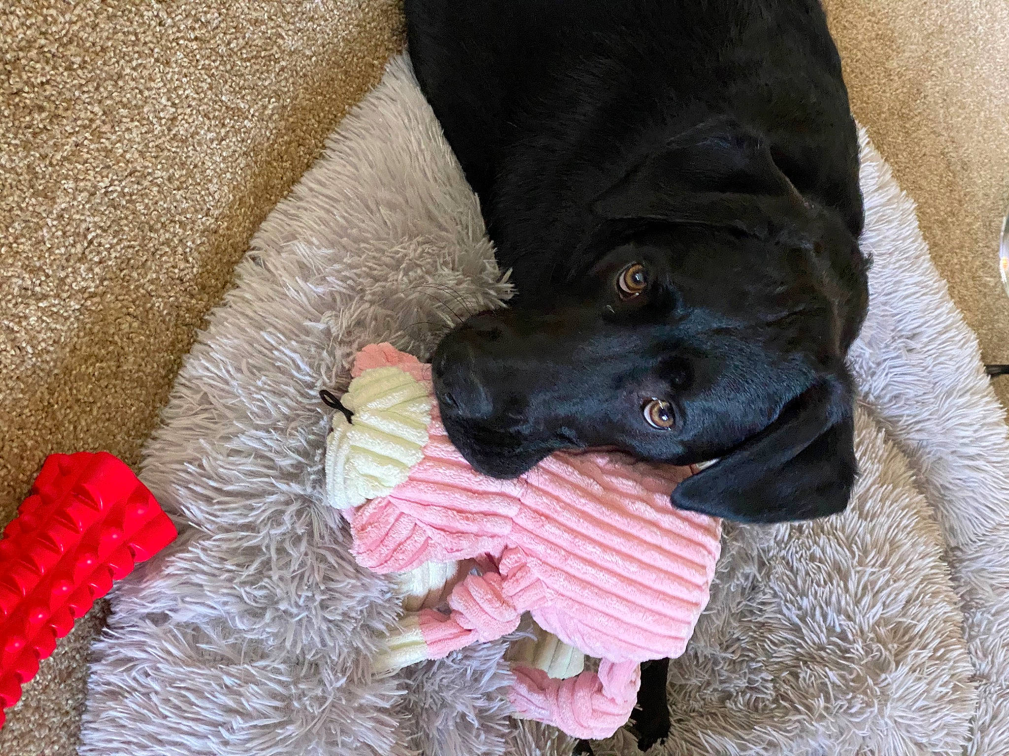 Zeke joined the competition — help win amazing prizes! borador, canidae, carmine, carnivore, collar, comfort, companion_dog, dog, dog_breed, dog_collar, dog_supply, fur, guard_dog, liver, natural_material, retriever, sporting_group, terrestrial_animal, woolen, working_animal