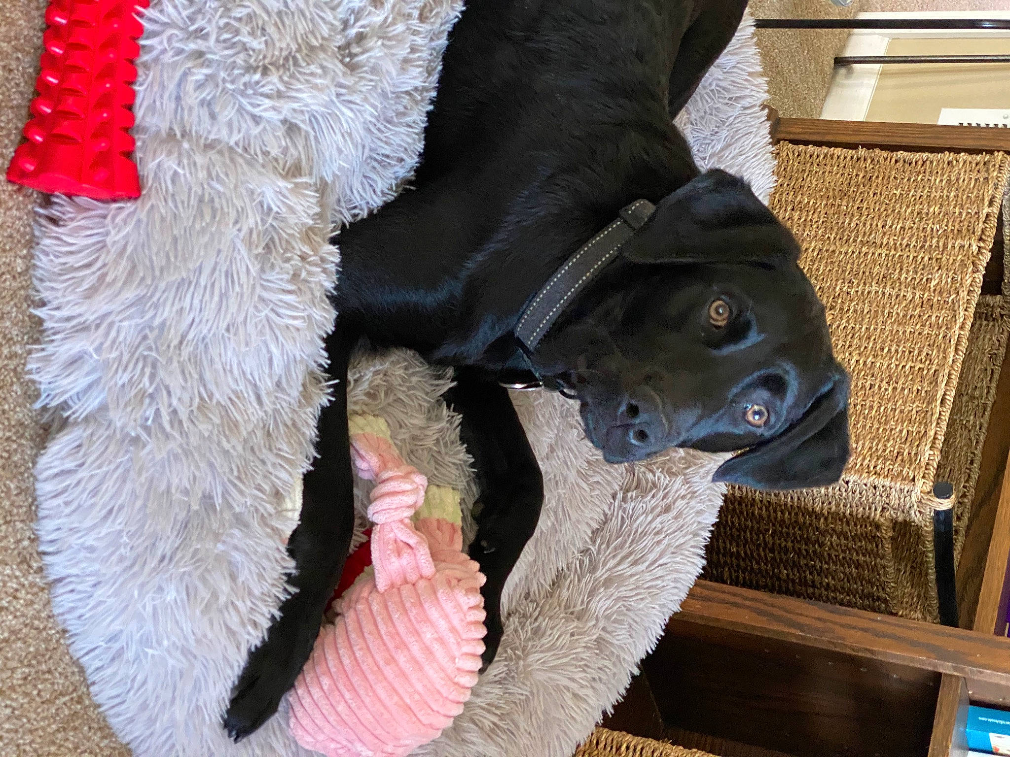 Zeke is registered to the contest to win money with this photo: art, carmine, carnivore, companion_dog, dog, dog_breed, fawn, foot, fur, fur_clothing, guard_dog, headgear, human_leg, snout, sporting_group, tail, terrestrial_animal, wool, woolen, working_animal