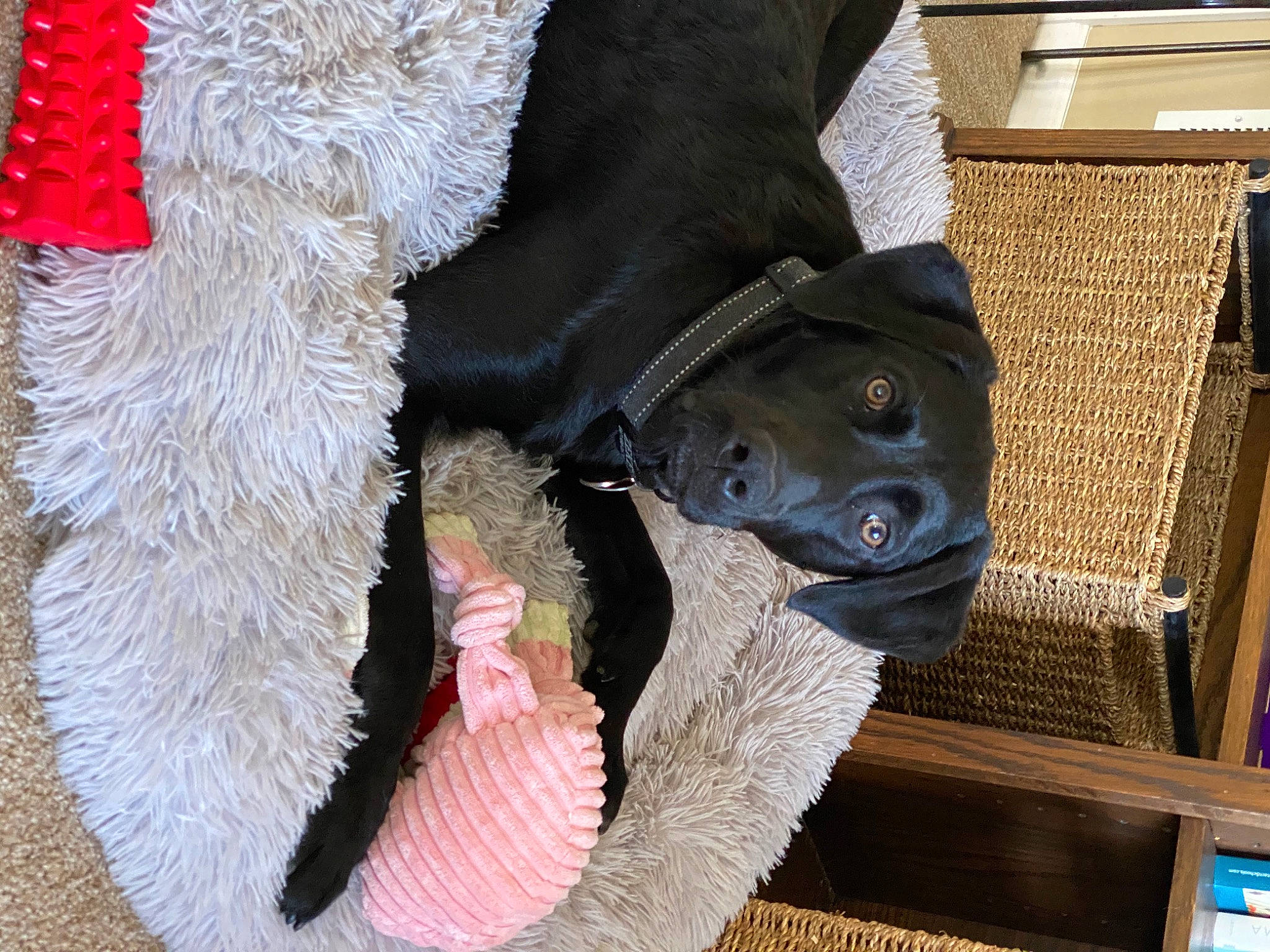 Zeke joined the competition — help win amazing prizes! art, bovine, carmine, claw, dog_breed, fawn, foot, fur, fur_clothing, guard_dog, human_leg, natural_material, pack_animal, snout, sporting_group, tail, terrestrial_animal, wool, woolen, working_animal