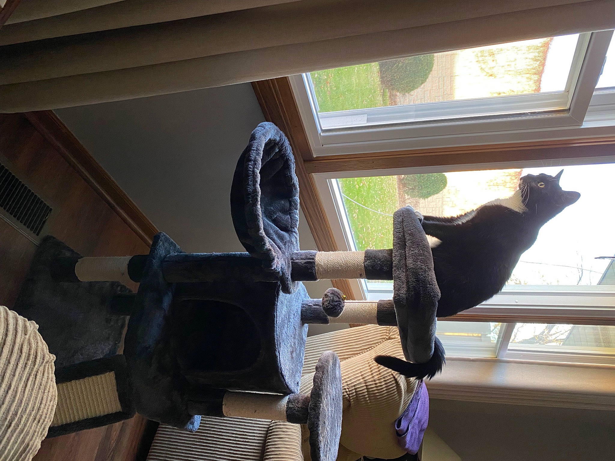 Zoey joined the competition — help win amazing prizes! auto_part, automotive_tire, automotive_wheel_system, cat, ceiling, daylighting, hardwood, hat, house, human_leg, metal, outdoor_shoe, plant, property, room, sash_window, shade, tints_and_shades, window, wood