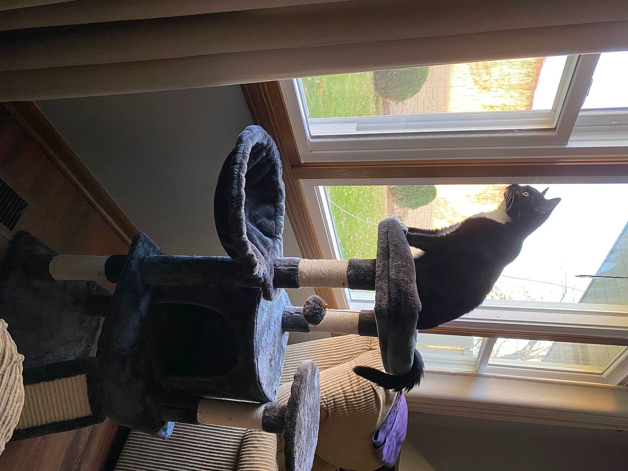 Zoey is registered to the contest to win money with this photo: beam, building, ceiling, daylighting, glass, hardwood, hat, house, interior_design, metal, plant, room, sash_window, shade, shadow, tail, tints_and_shades, tree, window, wood