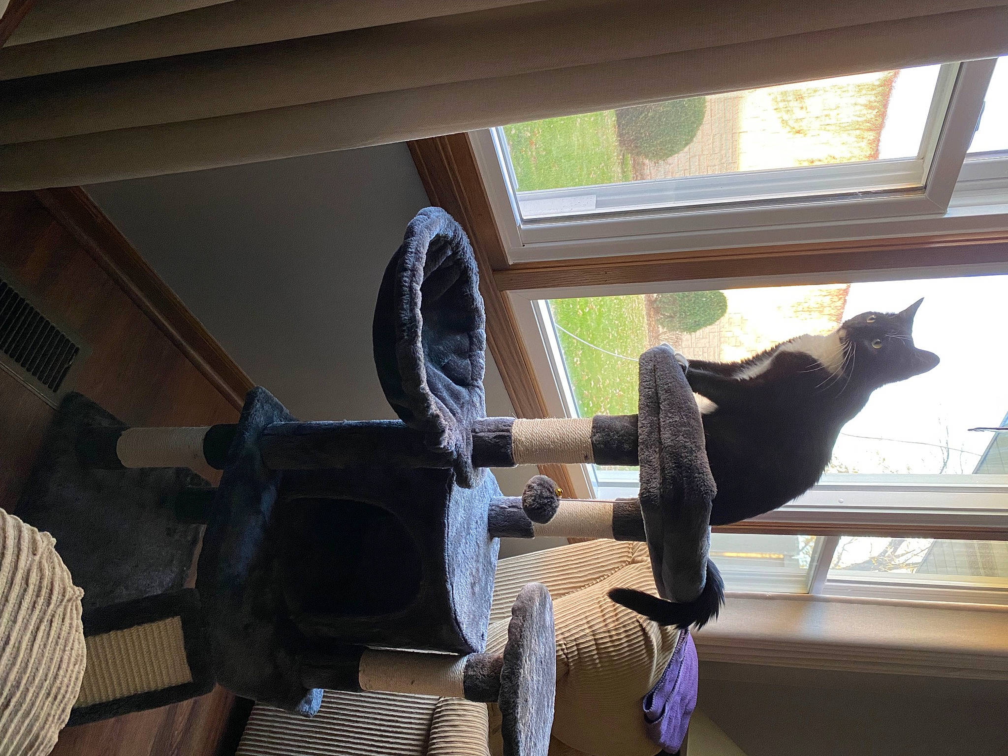 Zoey is registered to the contest to win money with this photo: auto_part, automotive_tire, automotive_wheel_system, building, cat, felidae, hardwood, house, houseplant, interior_design, metal, plant, sash_window, shade, small_to_medium_sized_cats, tail, tints_and_shades, tree, window, wood