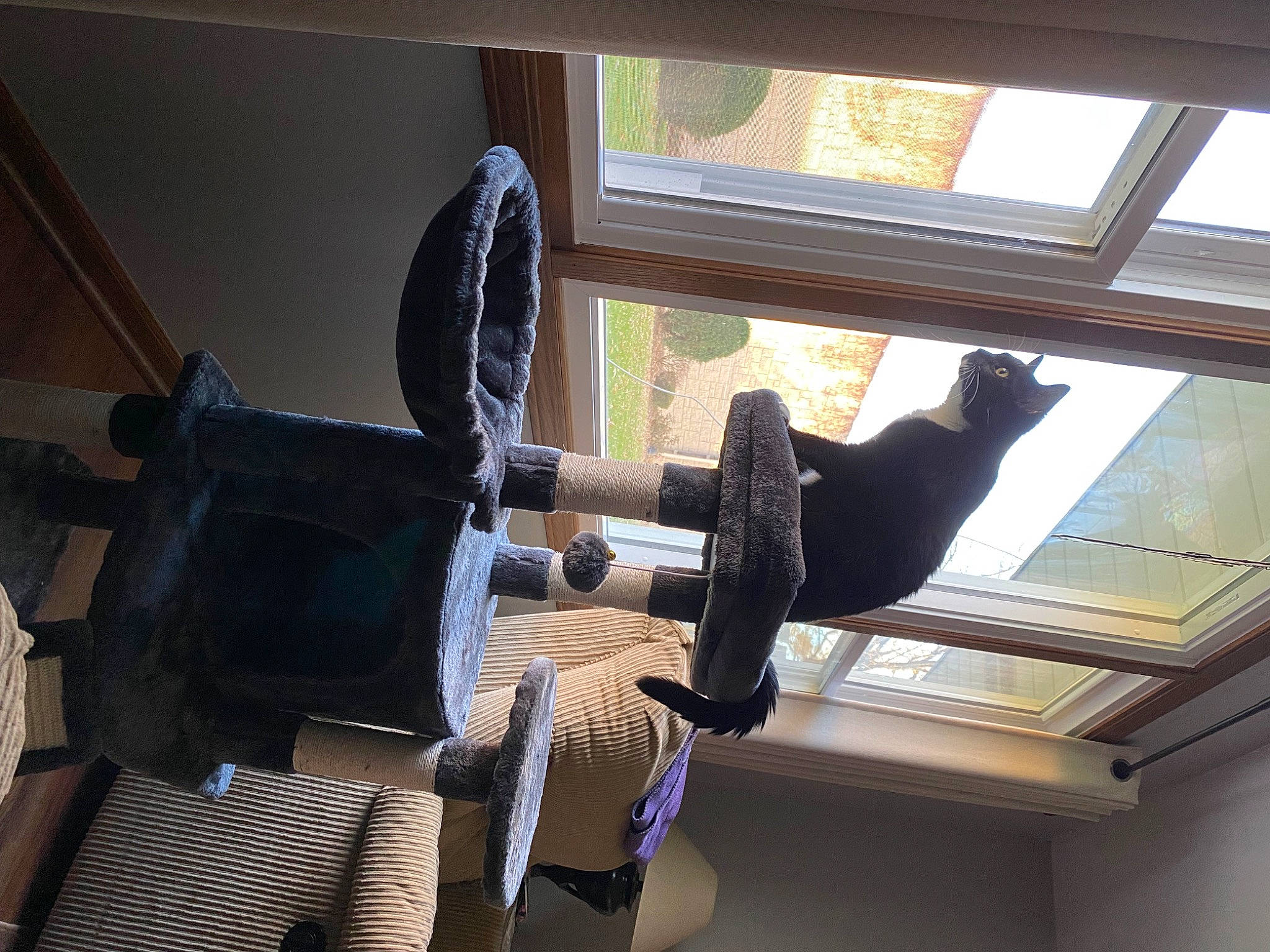 Zoey joined the competition — help win amazing prizes! bag, cat, ceiling, chair, comfort, daylighting, flooring, hardwood, hat, interior_design, luggage_and_bags, metal, room, sash_window, shade, shadow, tints_and_shades, window, window_covering, wood