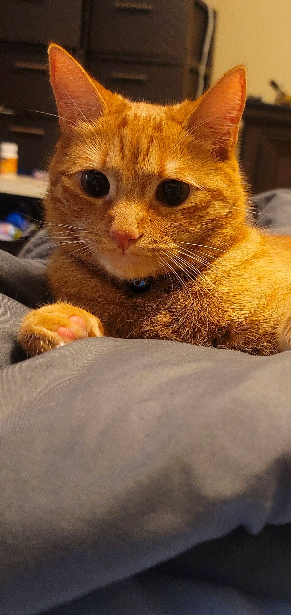 Crosby joined the competition — help win amazing prizes! carnivore, cat, cat_supply, claw, comfort, domestic_short_haired_cat, fawn, felidae, fur, paw, small_to_medium_sized_cats, snout, tail, terrestrial_animal, whiskers, wildlife, window