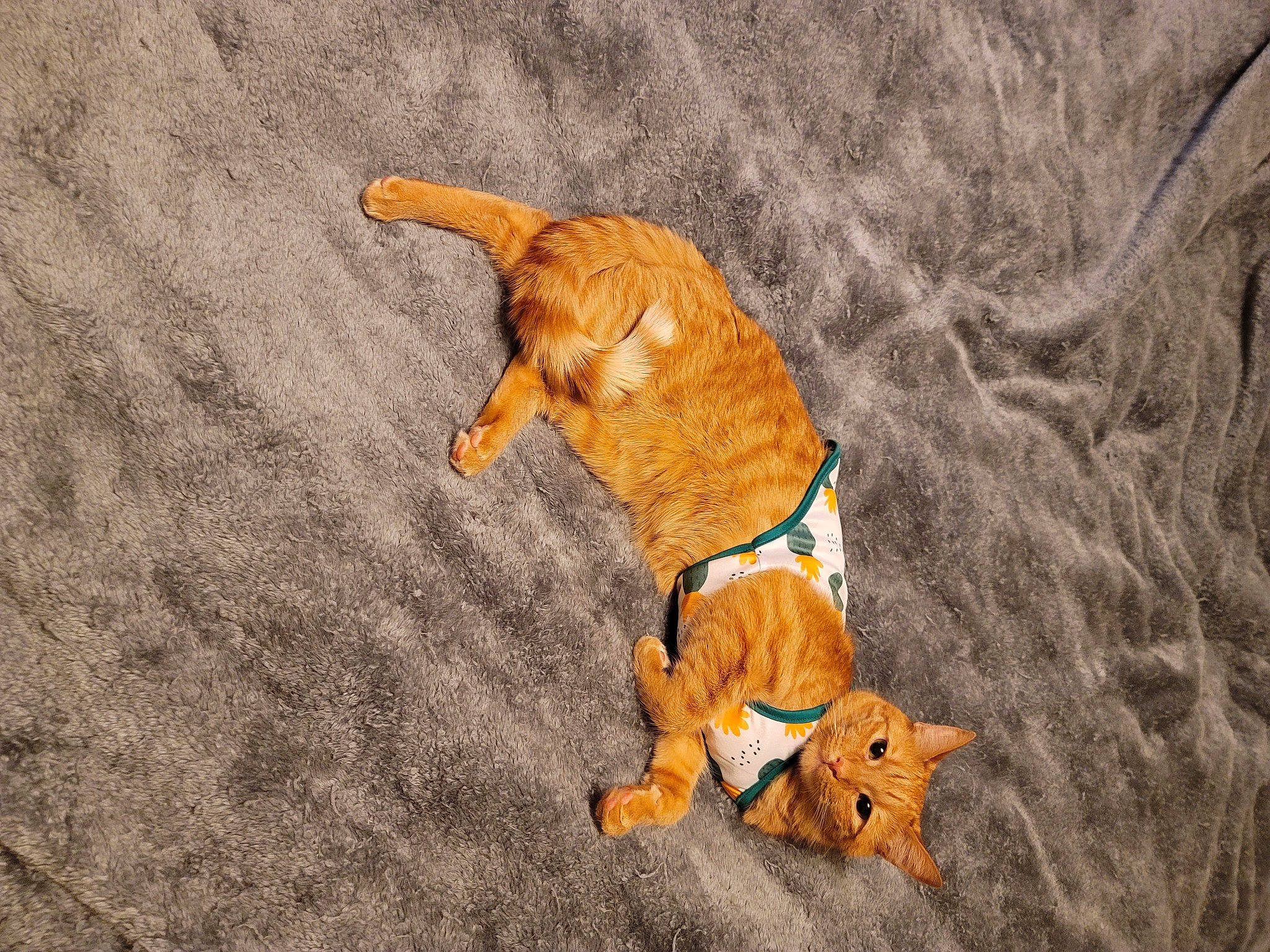 Crosby is registered to the contest to win money with this photo: brown, canidae, carnivore, companion_dog, dog, dog_breed, dog_clothes, dog_supply, fawn, fur, leash, liver, paw, pet_supply, snout, sporting_group, tail, toy_dog, wood, working_animal