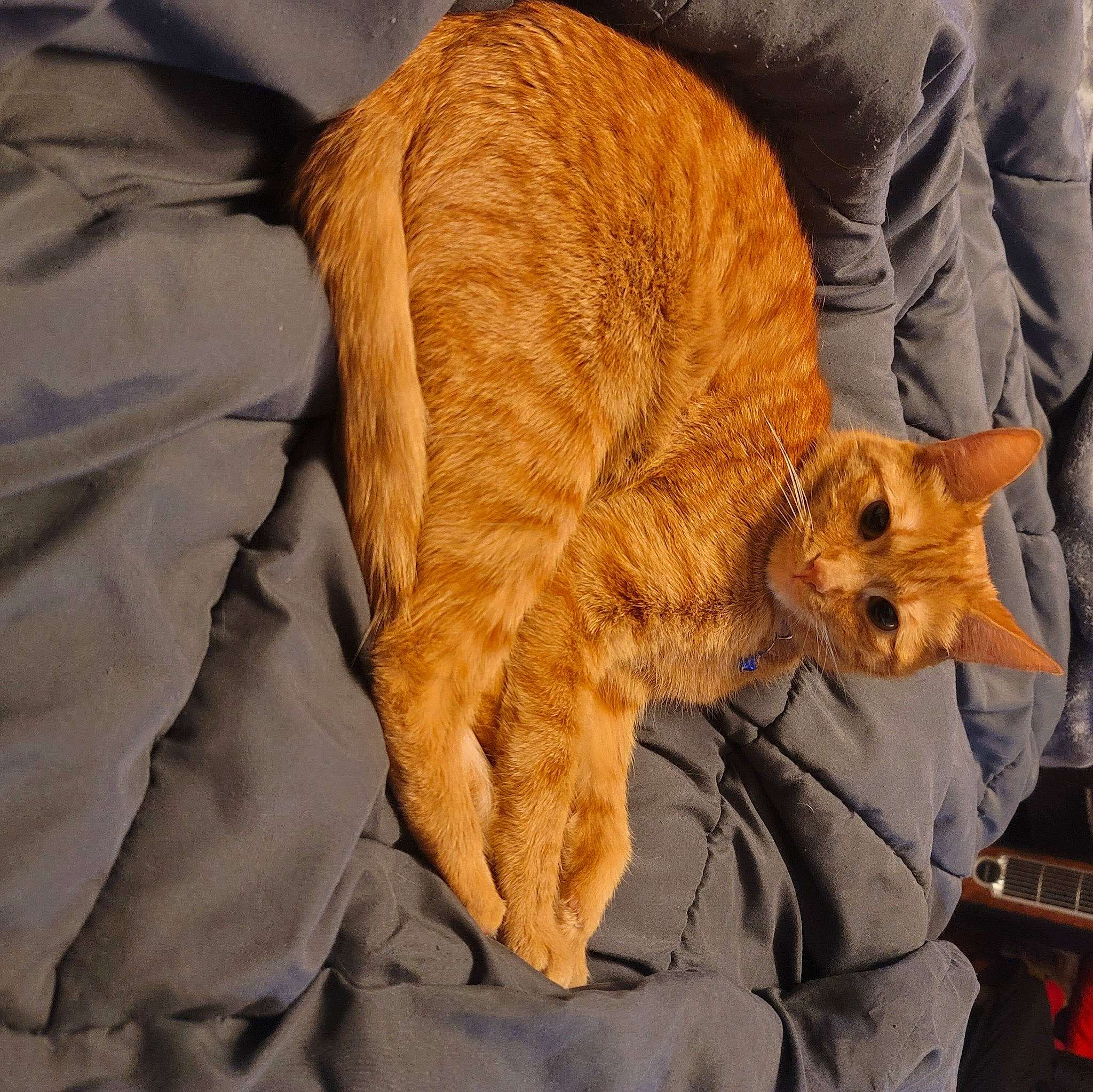 Crosby joined the competition — help win amazing prizes! carnivore, cat, claw, comfort, companion_dog, couch, dog_breed, domestic_short_haired_cat, fawn, felidae, fur, leg, nap, paw, small_to_medium_sized_cats, sporting_group, tail, terrestrial_animal, whiskers, wood