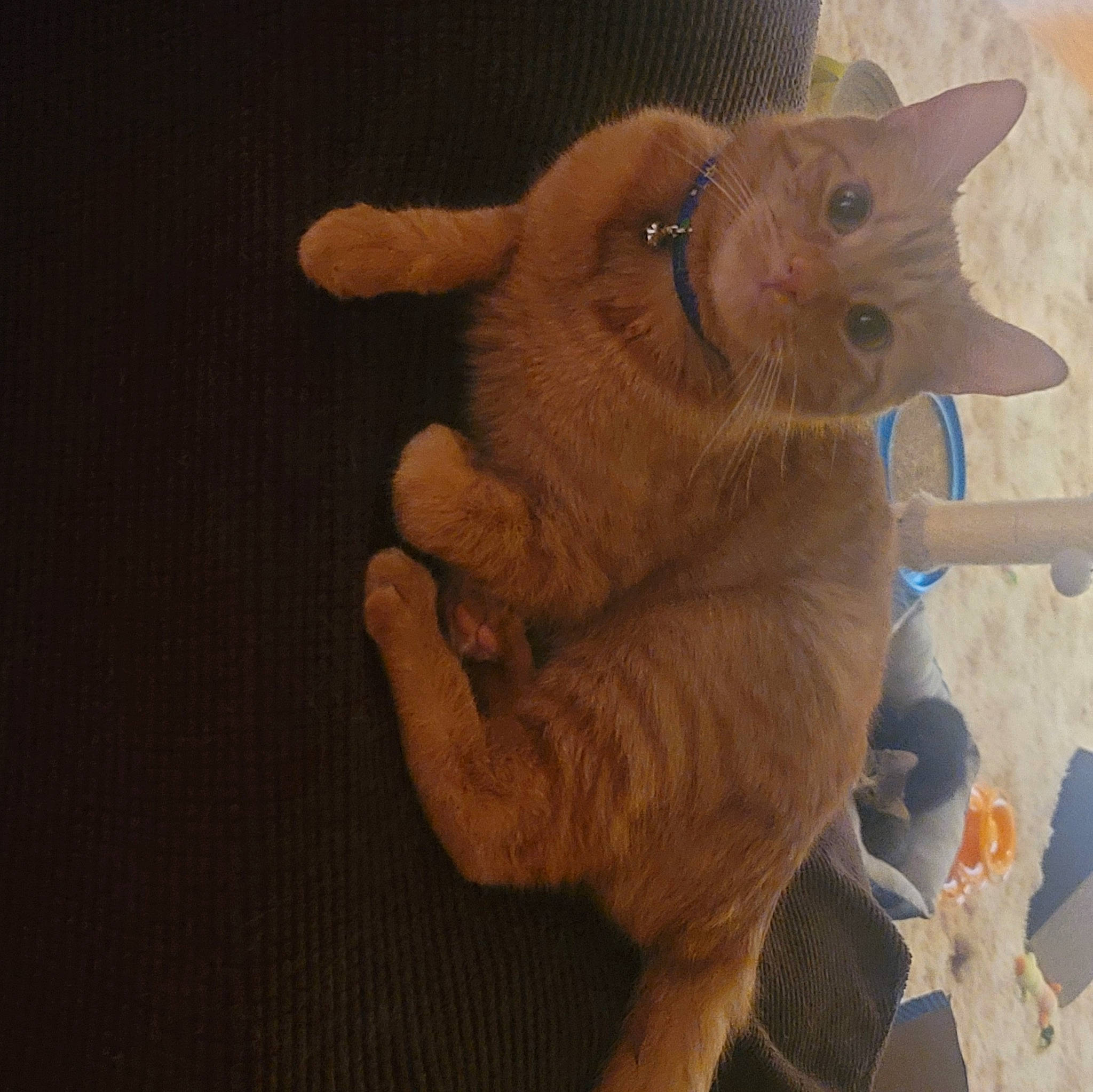 Crosby is registered to the contest to win money with this photo: carnivore, cat, claw, domestic_short_haired_cat, ear, fawn, felidae, foot, fur, gesture, nail, paw, small_to_medium_sized_cats, snout, tail, whiskers, wood, wrinkle