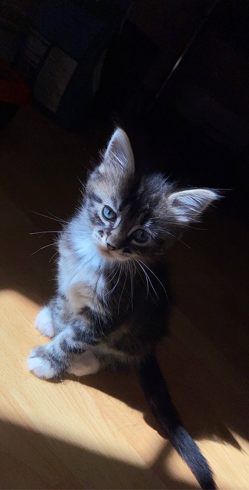 Fripouille a rejoint le concours — aidez-le/la à gagner de superbes lots ! carnivore, cat, cat_toy, claw, darkness, domestic_short_haired_cat, felidae, flooring, foot, fur, grey, hardwood, paw, photo_caption, sitting, small_to_medium_sized_cats, snout, tail, whiskers, wood