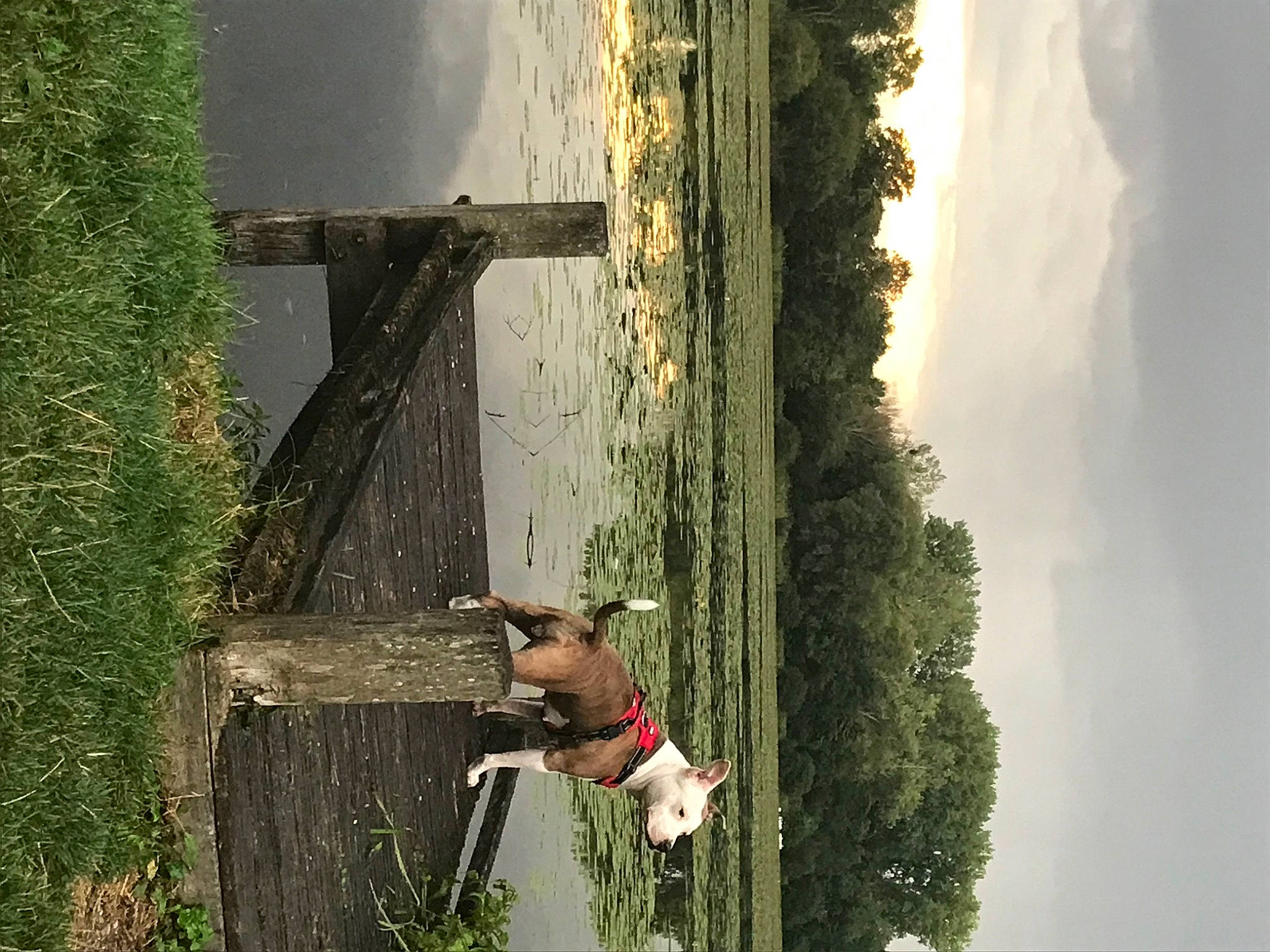 Kaïna participe au concours pour gagner de l'argent avec cette photo : carnivore, cloud, dog, dog_breed, fawn, grass, landscape, leisure, light, pet_supply, plant, sky, sunlight, tints_and_shades, tree, trunk, water, window, wood, working_animal