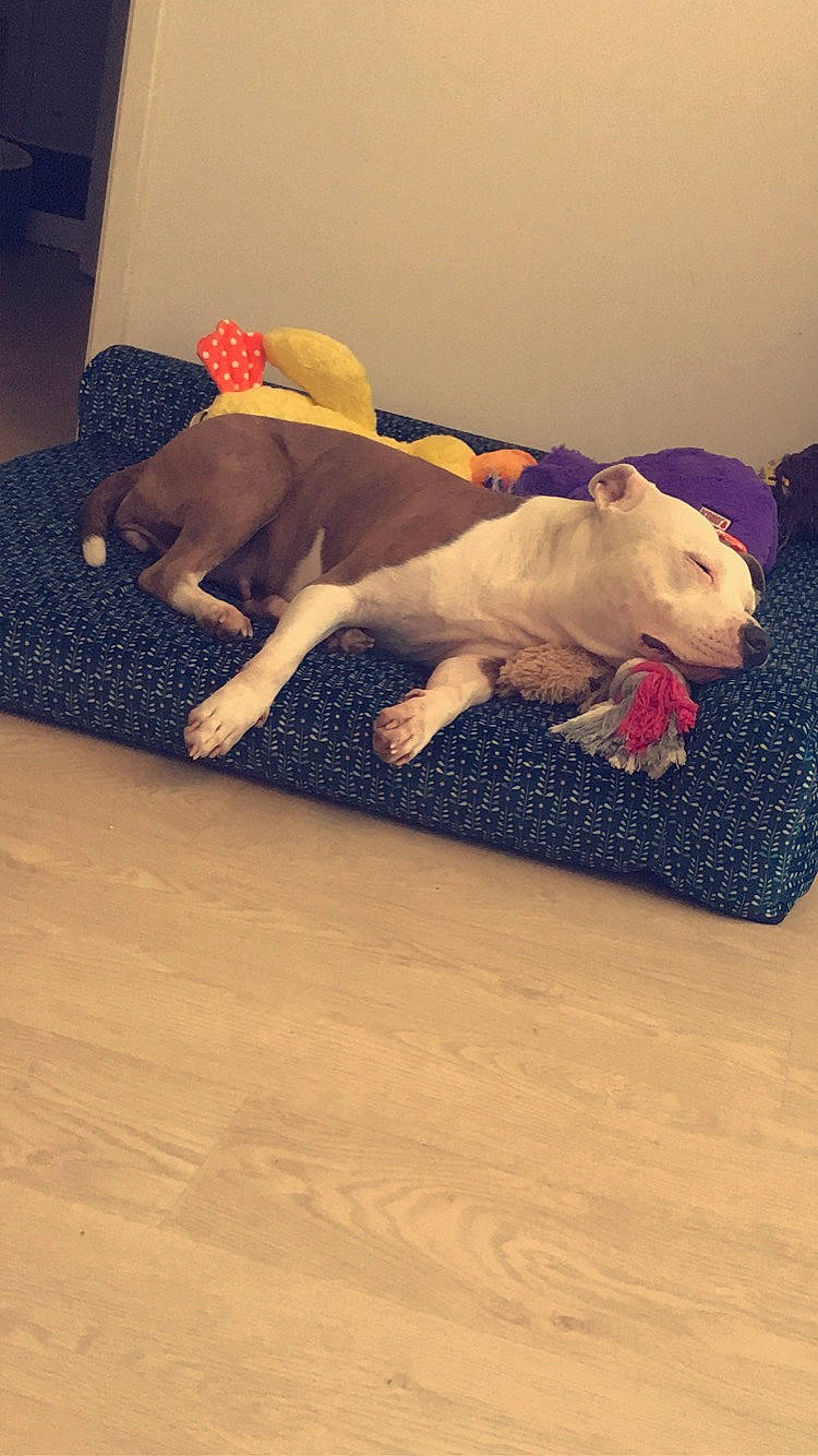 Kaïna participe au concours pour gagner de l'argent avec cette photo : carmine, carnivore, comfort, companion_dog, dog, dog_breed, fawn, floor, flooring, fur, hardwood, human_leg, laminate_flooring, linens, sporting_group, tail, toy, wood, wood_flooring, working_animal