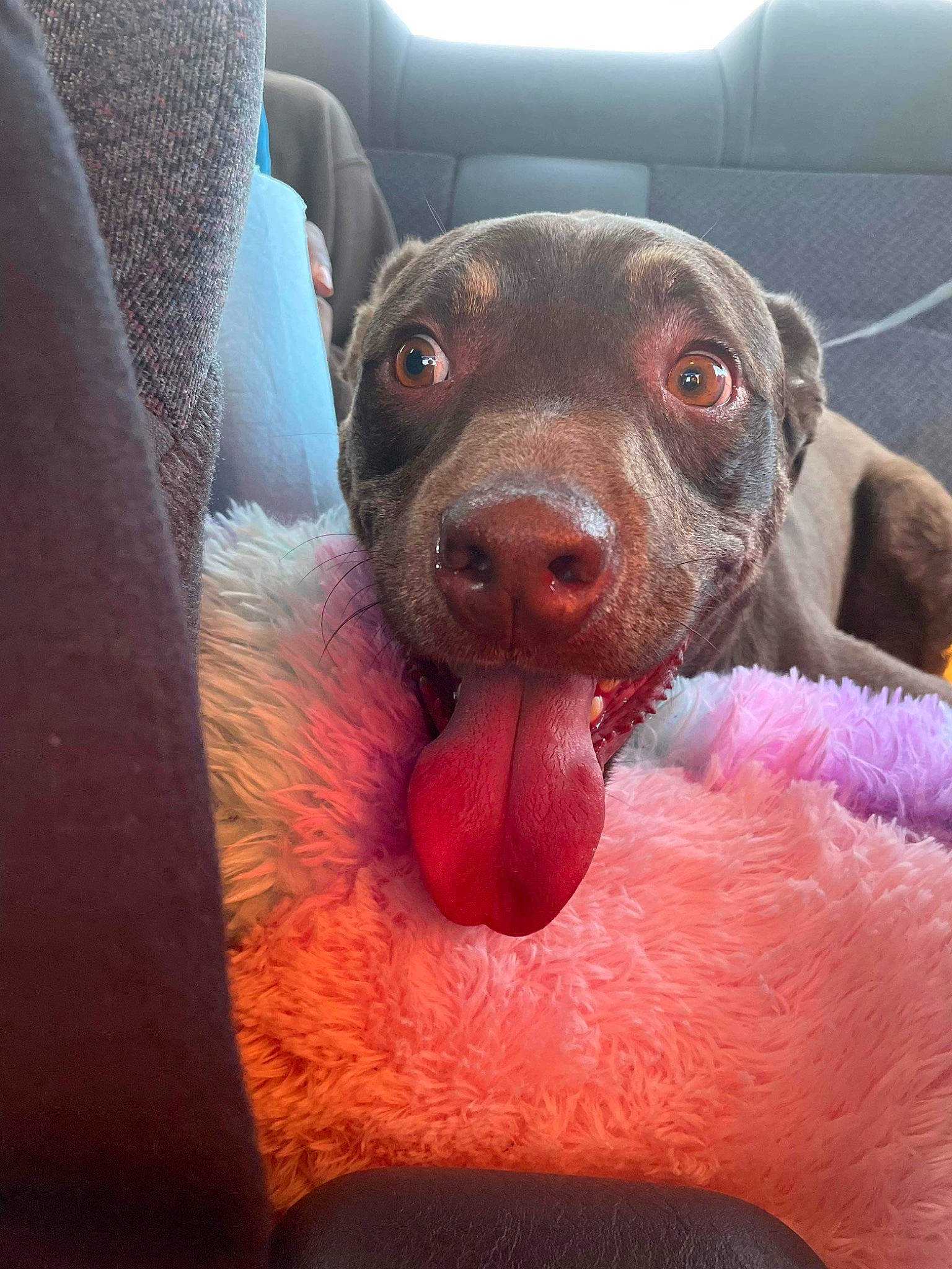 Prince is registered to the contest to win money with this photo: canidae, carnivore, comfort, companion_dog, dog, dog_breed, ear, fawn, flesh, foot, fur, liver, non_sporting_group, paw, snout, sporting_group, terrestrial_animal, whiskers, working_animal, wrinkle