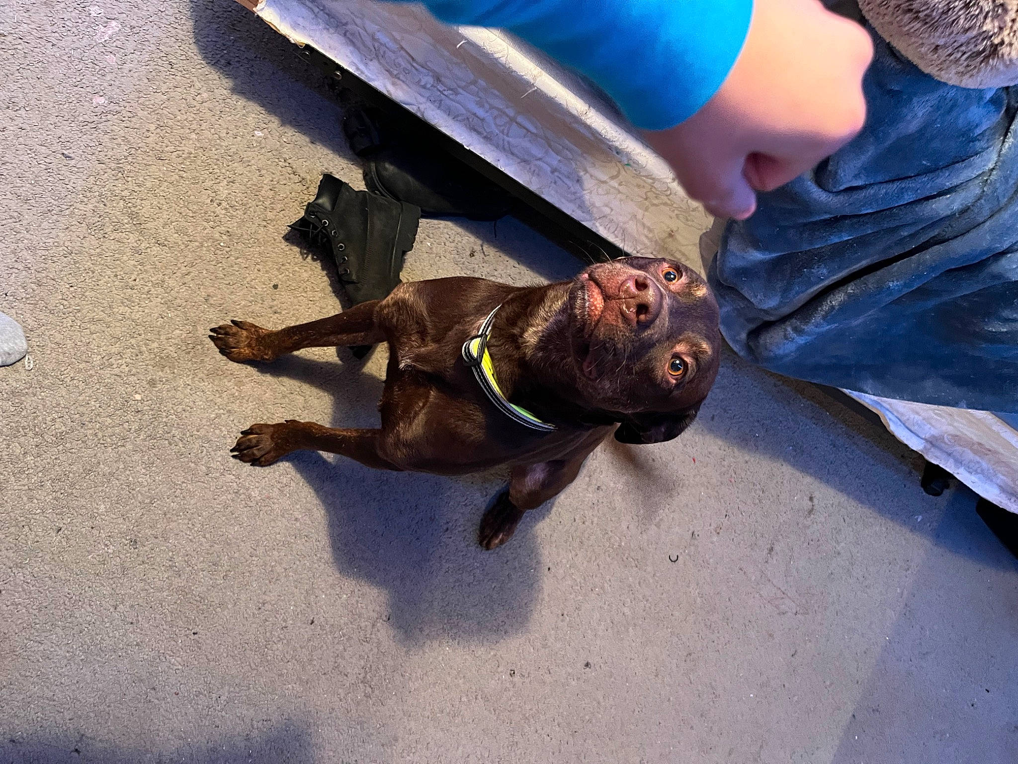 Prince joined the competition — help win amazing prizes! asphalt, blue, canidae, claw, denim, dog, dog_breed, electric_blue, fashion_accessory, fawn, foot, human_leg, paw, personal_protective_equipment, road_surface, sand, shadow, sporting_group, terrestrial_animal, thigh