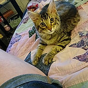 Charlie is registered to the contest to win money with this photo: animal, bed, cat, cozy, curious, cute, denim, furniture, home, indoor, kitten, leg, patchwork, pattern, person, pet, quilt, resting, shorts, tabby
