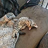 animal, blanket, brown, cat, couch, cozy, cute, feline, fur, home, indoor, kitten, paw, pet, relaxing, resting, sleeping, soft, tabby, texture