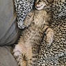 Charlie is registered to the contest to win money with this photo: animal, blanket, cat, comfort, cozy, cute, fluffy, fur, indoor, kitten, paw, pet, relaxed, resting, sleep, sleeping, smile, snuggled, soft, tabby