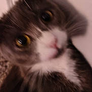 Krystal joined the competition — help win amazing prizes! animal, blurry, cat, close_up, curious, cute, domestic, ears, face, feline, fur, indoor, mammal, nose, pet, portrait, soft, whiskers, white_chest, yellow_eyes