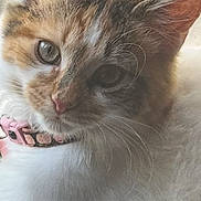 Princess Peach joined the competition — help win amazing prizes! cat, kitten, close_up, portrait, fur, whiskers, collar, pink_collar, ear, eyes, nose, domestic_cat, pet, indoor, window, sleepy, fluffy, animal, looking_at_camera, adorable