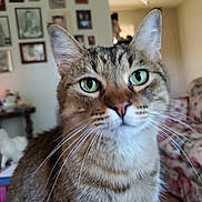 Cooper joined the competition — help win amazing prizes! animal, cat, close_up, curious, decor, domestic_animal, ears, face, feline, fur, green_eyes, home, indoor, nose, pet, photography, portrait, seated, tabby, whiskers