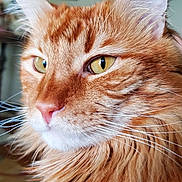 Quince is registered to the contest to win money with this photo: animal, background_blur, cat, close_up, cute, domestic_cat, ears, face, feline, fluffy_fur, indoor, long_fur, nose, orange_tabby, pet, portrait, soft_light, thoughtful, whiskers, yellow_eyes