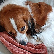 Pepito participe au concours pour gagner de l'argent avec cette photo : animal, blanket, brown, closeup, comfort, couch, cozy, dog, ears, face, fur, indoor, laying, nosed, pet, relaxed, resting, sleepy, soft, white