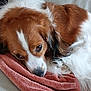animal, blanket, brown, closeup, comfort, couch, cozy, dog, ears, face, fur, indoor, laying, nosed, pet, relaxed, resting, sleepy, soft, white
