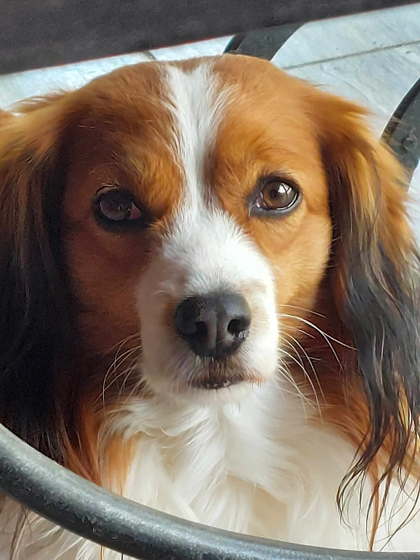 Pepito