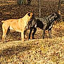 Willow is registered to the contest to win money with this photo: dog, outdoor, forest, trees, grass, leaf_litter, animal, pet, canine, alert, standing, nature, sunlight, brown_dog, black_dog, mammal, daylight, two_dogs, looking, side_view