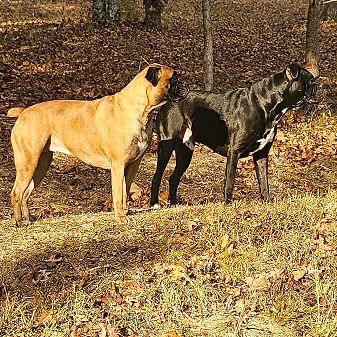 Willow is registered to the contest to win money with this photo: alert, animal, black_dog, brown_dog, canine, daylight, dog, forest, grass, leaf_litter, looking, mammal, nature, outdoor, pet, side_view, standing, sunlight, trees, two_dogs