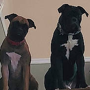 Willow is registered to the contest to win money with this photo: dog, brown_dog, black_dog, indoor, pets, collar, sitting, wall, calm, companions, animal, domestic, two_animals, portrait, house, floor, quiet, friendship, canine, pair